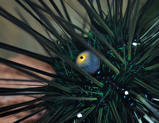  Diadema setosum (Black Longspine Urchin)